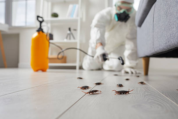 Post-Treatment Bed Bug Interceptor Monitoring in Wickes